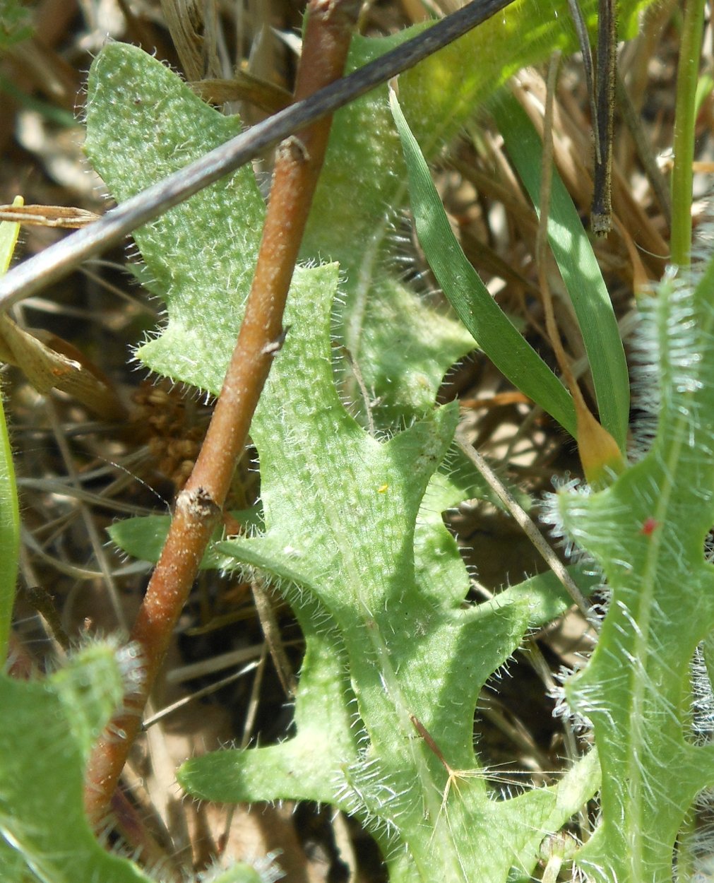 Leontodon saxatilis / Dente di leone di Leysser